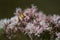 Shallow focus shot of a butterflies getting pollen from Hemp-agrimony flower in garden