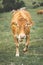 Shallow focus shot of a calf walking in a green filed