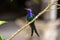 Shallow focus shot of a colorful swallow-tailed hummingbird perched on a branch