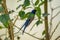 Shallow focus shot of a colorful swallow-tailed hummingbird perched on a branch surrounded by leaves