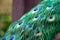 Shallow focus shot of a common peacock vibrant plumage