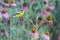 Shallow focus shot of coneflowers and a yellow little bird