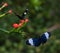 Shallow focus shot of a couple of Sapho Longwing butterflies