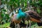 Shallow focus shot of a couple of vibrant common peacocks in the park