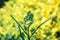 Shallow focus shot of a Crepis tectorum with blur yellow background with sunlight