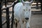 Shallow focus shot of a cute white burro