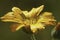 Shallow focus shot of a dewy yellow calendula