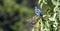 Shallow focus shot of a diademed tanager perched on a branch in Brazil