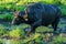 Shallow focus shot of a dirty African buffalo walking on the swamp with a blurred background