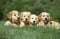 Shallow focus shot of a four cute Golden Retriever puppies resting on a grass ground