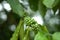 Shallow focus shot of green coffee buds with green leaves in the tree