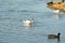 Shallow focus shot of a group of pied avocet in a pond