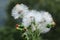 Shallow focus shot of Gynura crepidioides flower with blur background