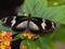 Shallow focus shot of Heliconius doris butterfly on flower with green leaf in tropical garden