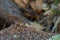 Shallow focus shot of a lizard head poking over a rock in Prescott Valley, Arizona