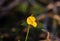 Shallow focus shot of a lotus tenuis plant flowering in the garden with blur background