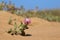 Shallow focus shot of pink and white Iberian knapweed flower in the desert