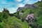 Shallow focus shot of pink Wild Angelica in lush green field with mountains in the background