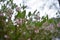 Shallow focus shot of rainwater droplets on pink flowers on a manzanita bush