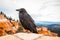 Shallow focus shot of a Raven Bird standing on the rock in Bryce National Park, United States