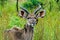 Shallow focus shot of red-billed oxpecker birds picking on kudu antelope with a blurred background