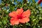 Shallow focus shot of a red hibiscus flower on a blurred backgro