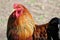 Shallow focus shot of a rooster with a blurred background