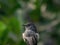Shallow focus shot of a small Pied bush chat bird in a green garden