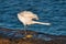 Shallow focus shot of a snowy egret on a seashore stretching its neck and wings, ready to fly