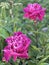 Shallow focus shot of two paeony flowers