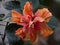 Shallow focus shot of a vibrant chinese hibiscus flower in blurry background