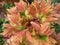 Shallow focus shot of a vibrant coleus flower in blurry background