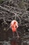 Shallow focus shot of a vibrant flamingo in a river