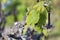 Shallow focus shot of vibrant grape leaves in a blurry background