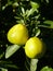 Shallow focus shot of vibrant lemon fruits on a lemon tree