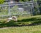 Shallow focus shot of white gull with open wings flying above green fenced park