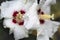 Shallow focus shot of a white Hawaiian hibiscus covered in droplets in a blurry background