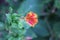 Shallow focus shot of yellow and red Marvel-of-peru flower with green leaves in the garden