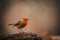 Shallow focus side view of adorable robin perched on a rock on blur background