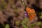 Shallow focus of a Silver-washed fritillary butterfly sitting on a purple flower