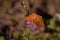 Shallow focus of a Silver-washed fritillary butterfly sitting on a purple flower