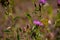 Shallow focus of a Silver-washed fritillary butterfly sitting on a purple flower