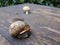 Shallow focus of a snail on a wooden surface outdoors