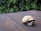 Shallow focus of a snail on a wooden surface outdoors