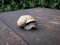 Shallow focus of a snail on a wooden surface outdoors