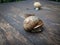 Shallow focus of a snail on a wooden surface outdoors