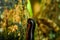 Shallow focus of a Spirostreptus millipede on a tree bark