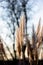 Shallow focus vertical closeup shot of Pampas Grass plants under the sunlight