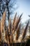 Shallow focus vertical closeup shot of Pampas Grass plants under the sunlight