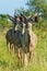 Shallow focus vertical shot of three young kudu antelopes standing on a grass ground